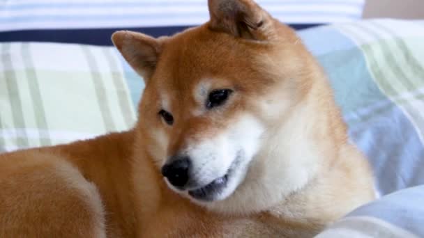 Perro Compañía Shiba Inu Rascarse Relajarse Cama — Vídeos de Stock