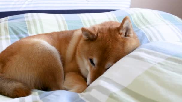 Piesek Domowy Shiba Inu Odpoczywa Spogląda Powrotem — Wideo stockowe