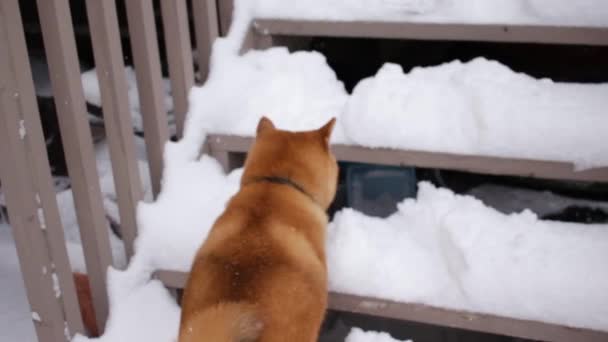 Pet Dog Shiba Inu Hesitating Walk Snow Covered Stairs — 图库视频影像