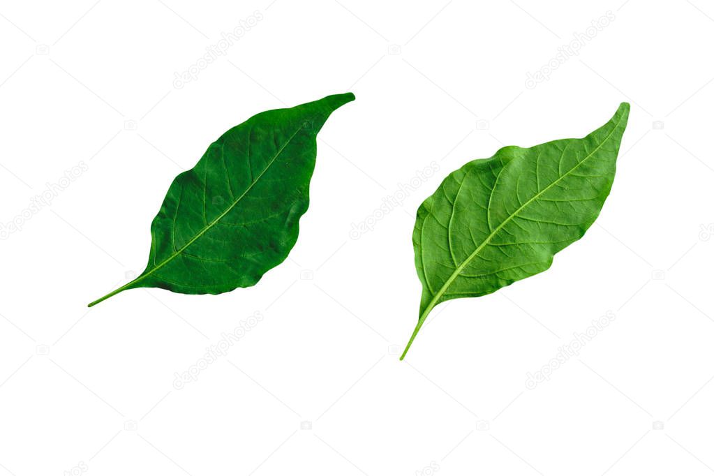 Leafs isolated on white background