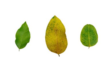 beyaz zemin üzerinde izole yapraklar