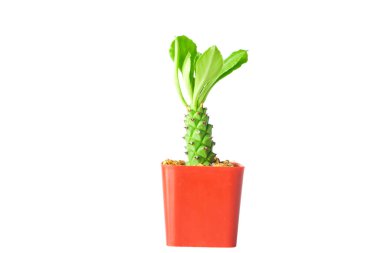 Mini Kaktüs tenceresi beyaz arkaplanda izole