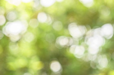 Soyut bokeh yeşili