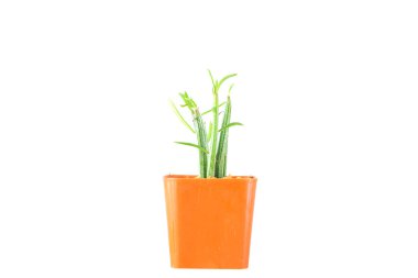 Mini Kaktüs tenceresi beyaz arkaplanda izole