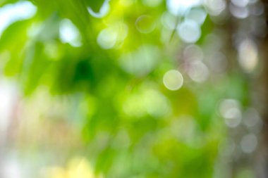 Arkaplanda bulanık bokeh