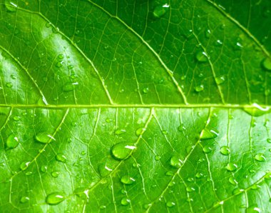 Arkaplanda yeşil yapraklı su damlası