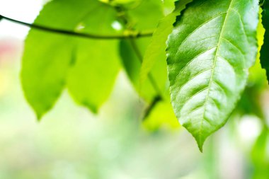 zemin üzerine yeşil yaprak