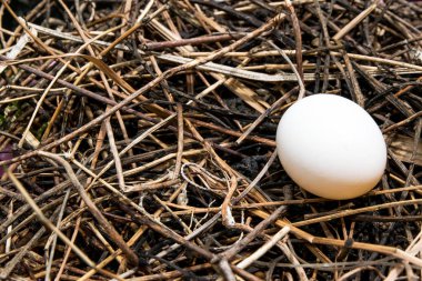 Yumurta yuvada yakın çekim