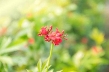 kırmızı çiçekler tam çiçeklenmiş.