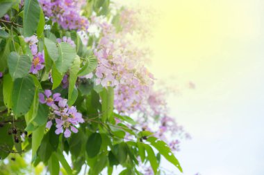 Yazın mavi gökyüzü ile mor çiçek