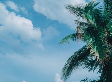 Bulutlarda ve gökyüzünde Hindistan cevizi