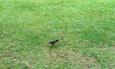Yeşil çimenlerin üzerinde kuş