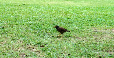 Yeşil çimenlerin üzerinde kuş