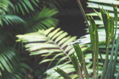 zemin üzerine yeşil yaprak