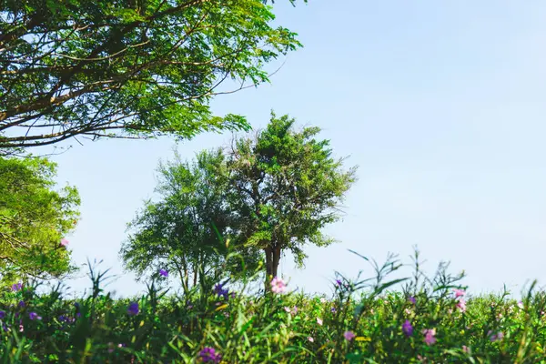 Baum im Freien am Himmel Hintergrund — Stockfoto