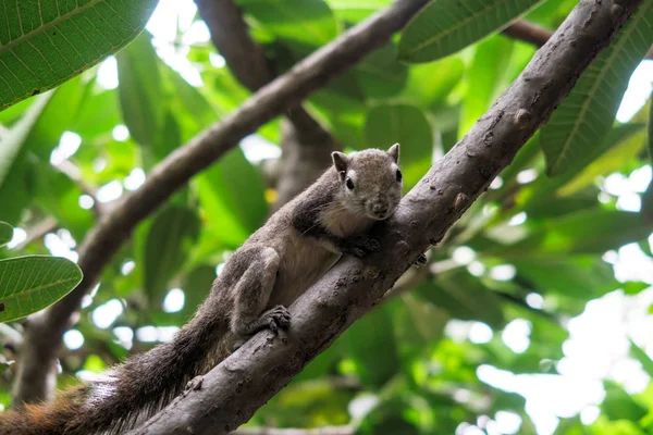 Squirrels eat a fruit on tree — Stock Photo, Image