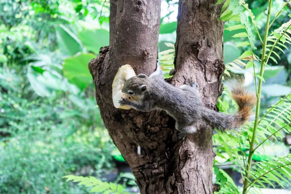 Eichhörnchen fressen eine Frucht am Baum — Stockfoto