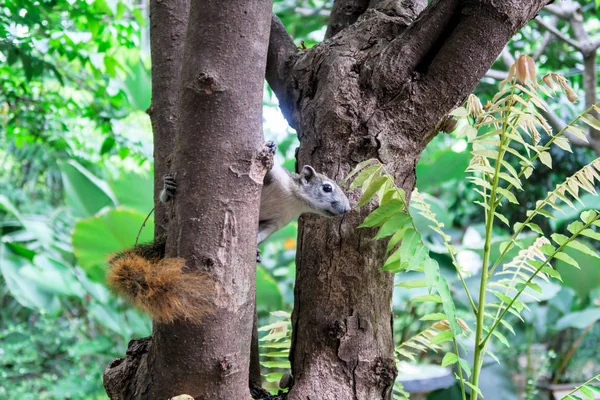 Squirrels eat a fruit on tree — Stock Photo, Image