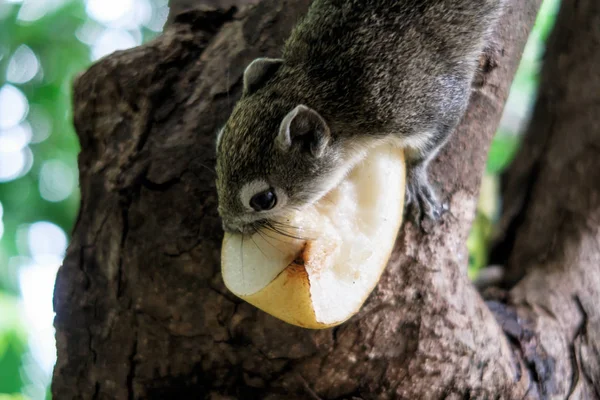 Squirrels eat a fruit on tree — Stock Photo, Image