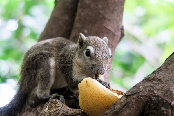 Squirrels eat a fruit on tree — Stock Photo, Image