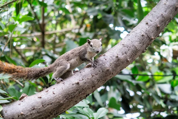 Squirrels eat a fruit on tree — Stock Photo, Image