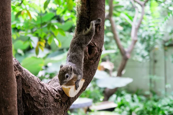 Squirrels eat a fruit on tree — Stock Photo, Image