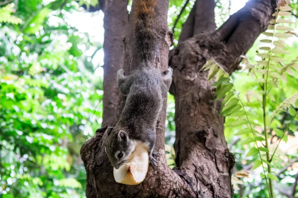 Squirrels eat a fruit on tree — Stock Photo, Image