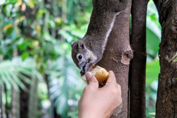 Squirrels eat a fruit on tree — Stock Photo, Image