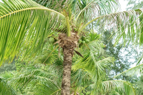 Hindistan cevizi ağaçlarının gökyüzünde hindistan cevizi vardır. — Stok fotoğraf