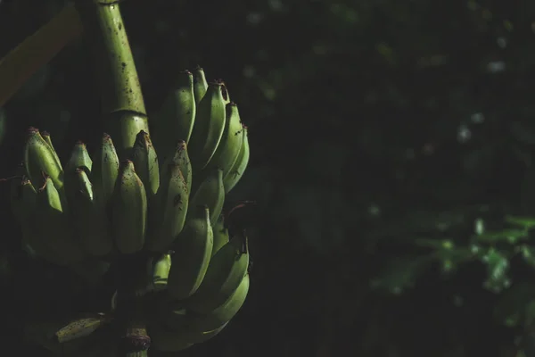 Green Banana on Banana Tree