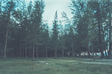 Yeşil Yaprak Ormanı Arkaplanı