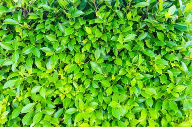 zemin üzerine yeşil yaprak