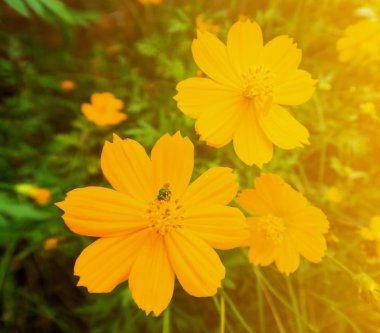 Yeşil çimen arka planında Sarı Çiçeği kapat
