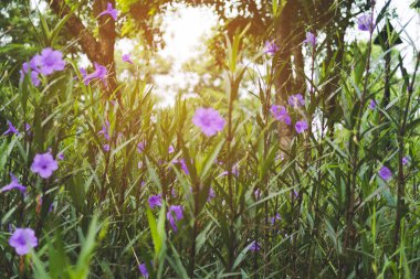 Yeşil Çimenler Arkaplanındaki Mor çiçekleri kapat