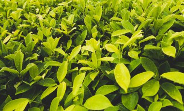 Yeşil yaprak arkaplanını kapat