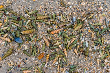 kum ve kabuk arkaplanı