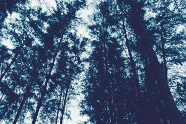 Gökyüzü arka planında çam ağaçları ve hindistan cevizi ağacı, klasik stil