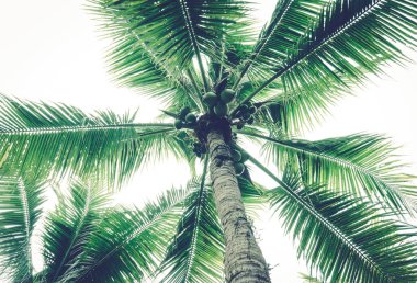 Hindistan cevizi ağaçlarının gökyüzünde hindistan cevizi vardır.