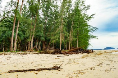 Çam plajı sahilde..