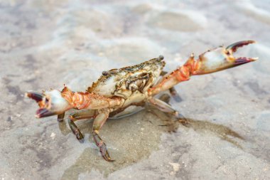 Deniz yengecini kapatın.