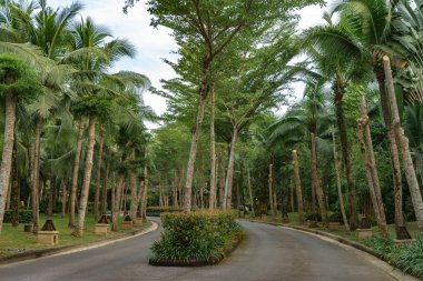 Yolun iki tarafında da hindistan cevizi ağaçları var.
