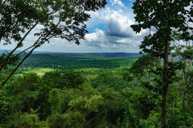 Mavi gökyüzü arka planında ağaç ormanı manzarası