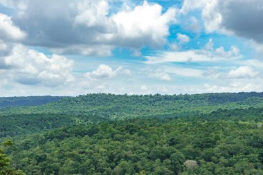 Mavi gökyüzü arka planında ağaç ormanı manzarası