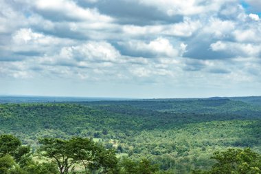 Mavi gökyüzü arka planında ağaç ormanı manzarası