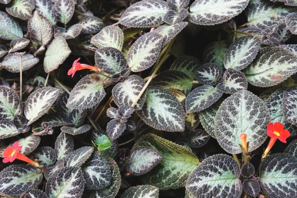 Bunga dari rumput — Stok Foto