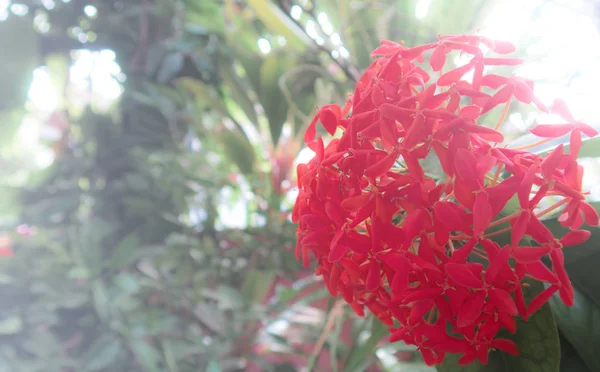 Primo piano Fiore rosso — Foto Stock