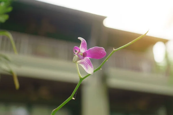 Orchid μωβ στο φόντο θαμπάδα — Φωτογραφία Αρχείου