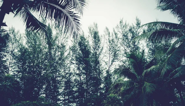 Gökyüzü arka planında çam ağaçları ve hindistan cevizi ağacı, klasik stil — Stok fotoğraf