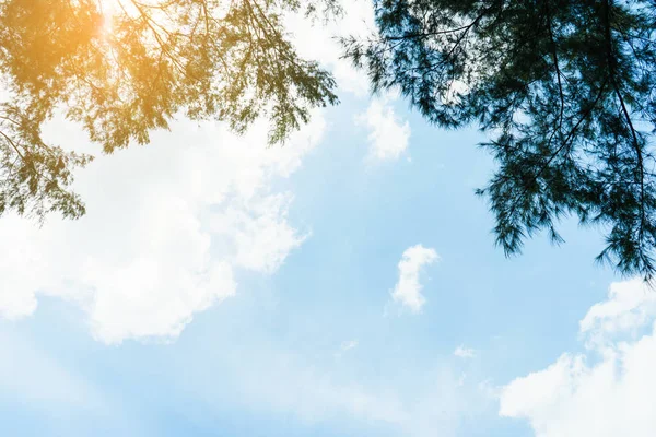 Sky And Tree