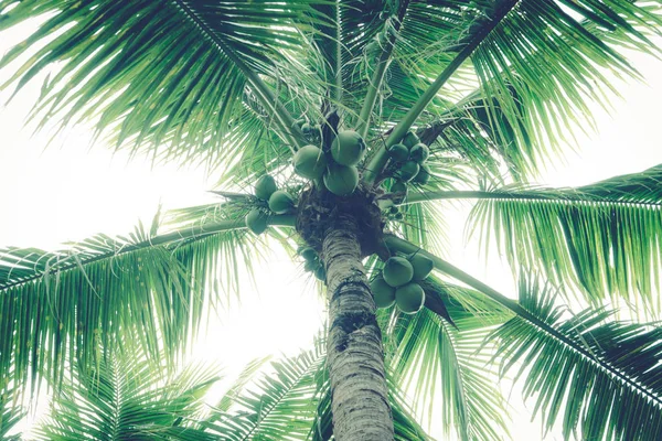 Kokospalmen haben eine Kokosnuss auf Himmelshintergrund — Stockfoto